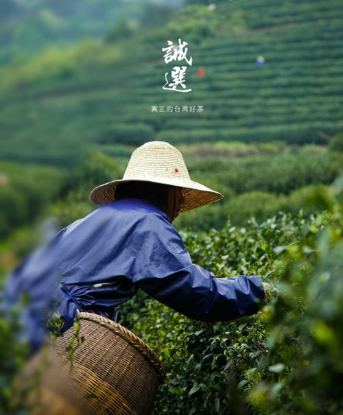 Top Grade Organic Hand Harvest Da Yu Ling Oolong 2600M High Mountain Taiwan Tea