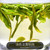 TenFu's TEA Brand Zhenpin Ming Qian Long Jing Dragon Well Green Tea 100g