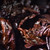 TenFu's TEA Brand Big Tin Can Pu-erh Tea Loose 2026 500g Ripe