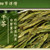 XI HU Brand Chun Xiang Yu Qian 2nd Grade Long Jing Dragon Well Green Tea 250g