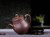 Handmade Yixing Zisha Red Clay Zhuni Xishi Teapot with Four Teacups Shuanxian 250ml