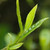Xin Yi Hao Brand Nuo Xiang Pu-erh Tea Cake 2026 250g Ripe