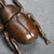 Retro Beetle Copper Tea Pet Table Decoration Ornament
