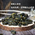 Nonpareil Lightly Roasted Organic Alishan Jinxuan Golden Daylily Natural High Mountain Oolong Tea