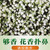 YIBEIXIANG TEA Brand Mo Li Yin Hao Jasmine Silver Buds Green Tea 250g*2