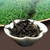 MATOUYAN Brand Tie Luo Han Iron Arhat Oolong Tea 50g