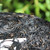 MINGNABAICHUAN Brand Zi Juan Pu-erh Tea Cake 2019 200g Raw
