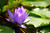 Organic Handmade Blue Sacred Lotus Flower Tea Complete Dried Flowers Herbal Tea 30g