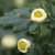 Luzhenghao Brand Premium Grade Fetal Chrysanthemum Bud Tea 60g