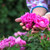 EFUTON Brand Rose Flower Tea 20g