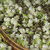 EFUTON Brand Mo Li Xiang Jian Jasmine Silver Buds Green Tea 100g*2