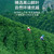 EFUTON Brand 15+ Ming Qian Premium Grade An Ji Bai Pian An Ji Bai Cha Green Tea 40g EFUTON Brand 15+ Ming Qian Premium Grade An Ji Bai Pian An Ji Bai Cha Green Tea 40g