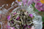 Organic Red Rose Silver Needle White Tea