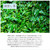 Organic Deep-steamed High Temperature Roasted Sencha Japanese Green Tea