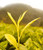 Premium Organic Anji Huang Jin Ya Golden Bud High Mountain Green Tea