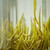 Premium Jun Shan Yin Zhen Yellow Tea