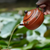 Handmade Yixing Zisha Clay Teapot Line Round Dragonfly 210ml