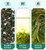GuiTea Emerald Pearl Green Tea & Ruby Black Tea Assortment 24g ($4.99 for orders above $50 with membership)