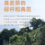HAIWAN Brand Yi Wu Zheng Shan Ancient Tree Pu-erh Tea Cake 2023 500g Raw