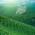 EFUTON Brand Pre-ming Premium Grade Anji Huang Jin Ya Golden Bud High Mountain Green Tea 125g