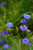 Premium Organic Dried Blue Cornflower Petals