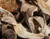Premium Dried Oyster Mushrooms