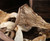 Premium Dried Oyster Mushrooms