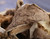 Premium Dried Oyster Mushrooms
