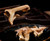 Premium Dried Oyster Mushrooms