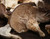 Premium Dried Oyster Mushrooms