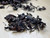 Yunnan Zi Juan Purple Tea Cultivar Oriental Beauty Oolong Tea