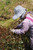 Yunnan Zi Juan Purple Tea Cultivar Oriental Beauty Oolong Tea