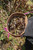 Yunnan Zi Juan Purple Tea Cultivar Oriental Beauty Oolong Tea