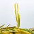 Supreme Anji Huang Jin Ya Golden Bud High Mountain Green Tea