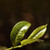 CHENSHENGHAO Brand Na Ka Pu-erh Tea Cake 2026 357g Raw