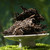 CHENSHENGHAO Brand Cangchun Big Tree Pu-erh Tea Cake 2025 357g Raw