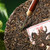 CHENSHENGHAO Brand Cangchun Big Tree Pu-erh Tea Cake 2025 357g Raw