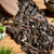TAETEA Brand Shan Lan Die Cui Pu-erh Tea Cake 2025 357g Raw