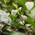 XIAGUAN Brand Cang Er Jin Bing Pu-erh Tea Cake 2025 357g Raw