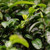 XIAGUAN Brand Mi Jing Bai Ying Shan Long Zhu Pu-erh Tea Tuo 2025 160g Raw