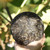 XIAGUAN Brand Kong Que Ban Zhang Wu Zhai Pu-erh Tea Tuo 2025 300g Raw