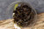 GABA Fu Tea Chinese Dark Tea