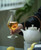 Reserved Oriental Beauty Taiwan Oolong Tea