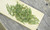 Nonpareil Organic An Ji Bai Cha Ming Qian Anji White Slice Top Chinese Green Tea