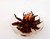 Handmade Dianhong with Rose Ball-shaped Golden Tip Flowering Yunnan Black Tea