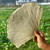 Dried Complete Lotus Leaf Folium Nelumbinis Weight Loss Tea Natural Food Wrapper