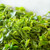 Supreme Organic Full Bud Golden Dian Hong Spring Harvest Yunnan Gold Black Tea