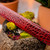 Marco di Milano Genuine Caiman Fuscus-Belly Crocodile Dress Belt - Antique Red