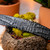 Marco di Milano Genuine Caiman Fuscus-Belly Crocodile Dress Belt - Grey Marco di Milano Genuine Caiman Fuscus-Belly Crocodile Dress Belt - Grey