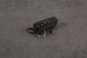 Seymour Duncan Little 59 Telecaster Bridge Pickup - Boxed - 2nd Hand